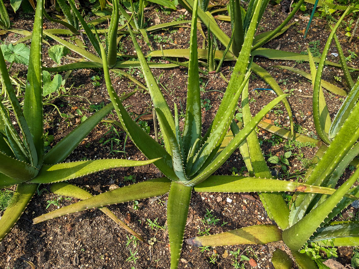 Aloe Vera
