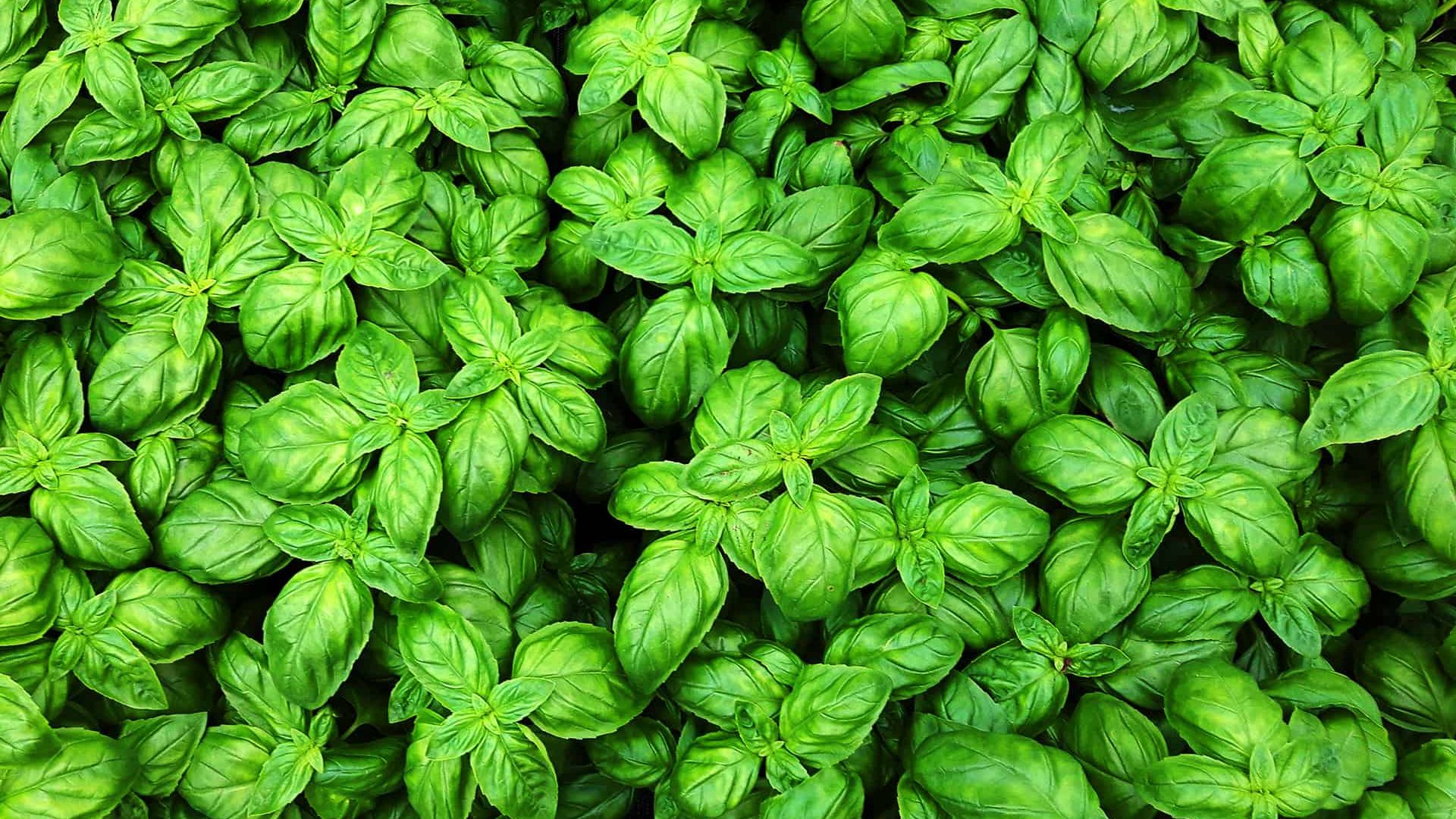 Basil