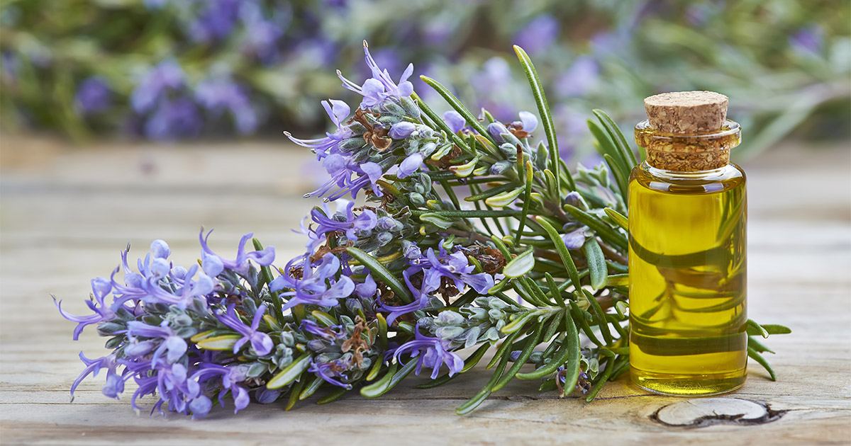 Rosemary Extract